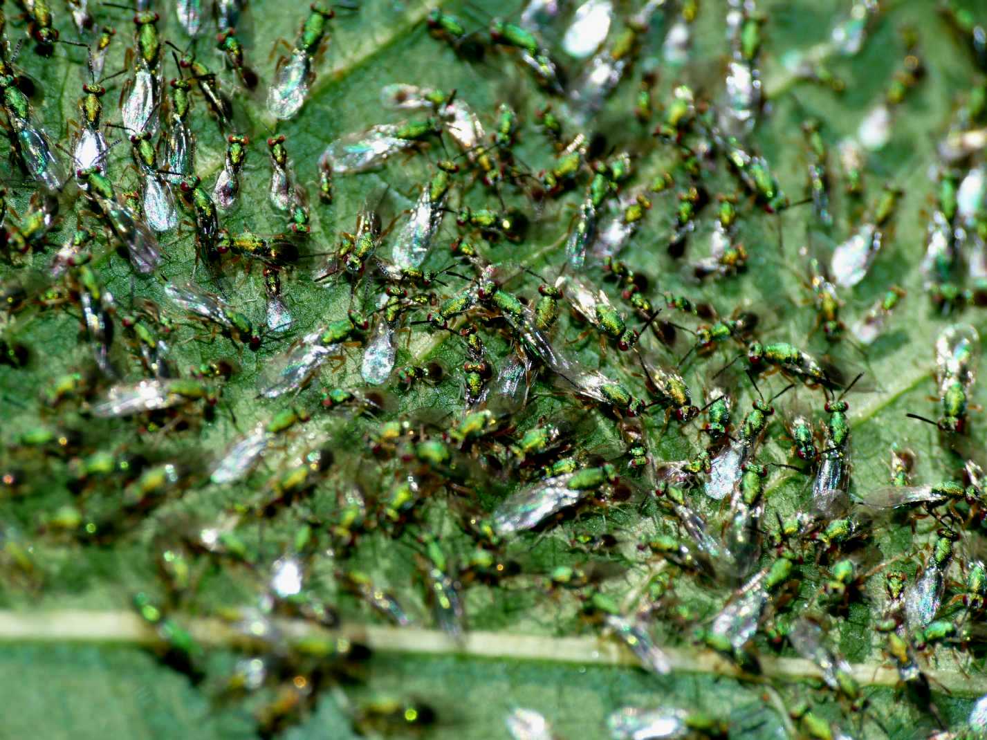 Piccolissimi imenotteri verdi: Torymus cfr. flavipes